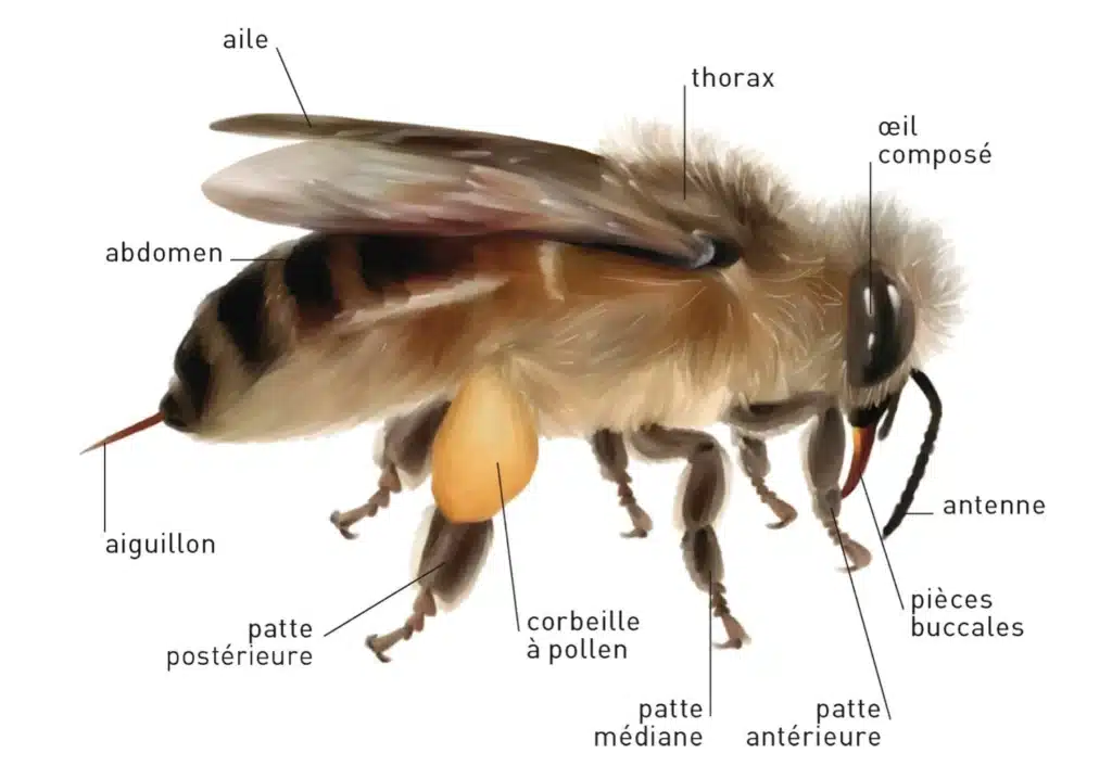 morphollogie abeille