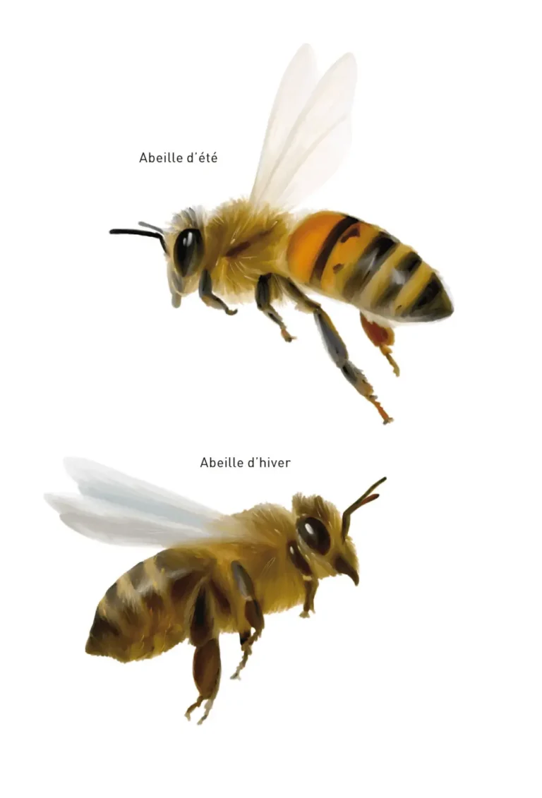 Abeilles d’été et abeilles d’hiver