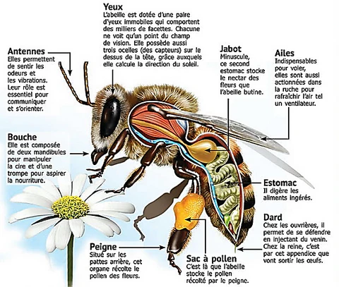 morphologie de l'abeille